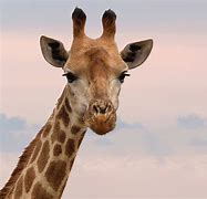 Image result for Giraffe Neck