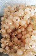 Image result for White Cranberry