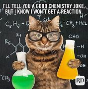 Image result for funniest cats joke