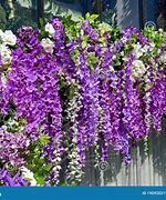 Image result for Purple Hanging Flowers
