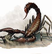 Image result for 5E Giant Scorpion