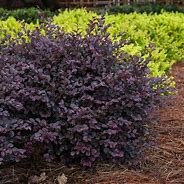 Image result for Burning Bush, 2 Gal-Bright Red Fall Color One Of The Most Colorful Shrub/Bushs Ever Developed