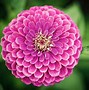 Image result for Cool Pink Flower