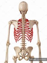 Image result for Human Rib Cage