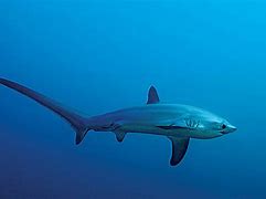 Image result for A Thresher Shark