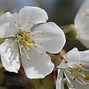 Image result for how to identify cherry trees