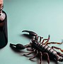 Image result for Chelicerae of Scorpion