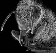 Image result for Bee Under Microscope