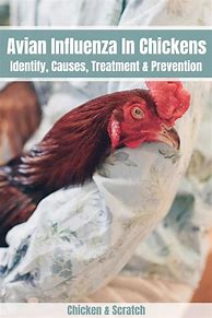 Image result for Avian Flu in Chickens