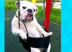 Image result for Funny Animals Doing Weird Things