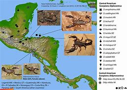 Image result for Where Do Scorpions Live