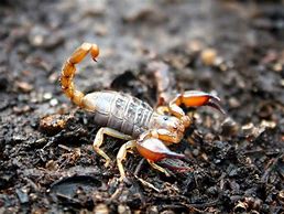 Image result for Cool Scorpion Arachnid Wallpapers