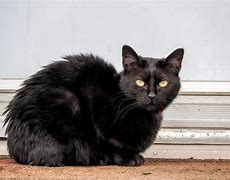 Image result for Black Cat with Red Stripes