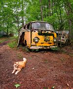 Image result for Wild Cat Junk Yard