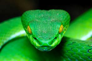 Image result for Viper Snake Head