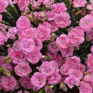 Image result for Dianthus Fruit Punch Series