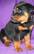 Image result for Funny Rottweiler Puppies