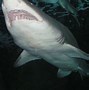 Image result for Caspian Sea Sharks