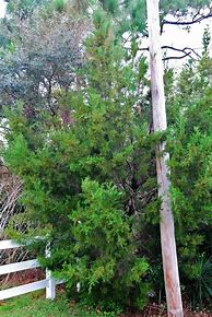 Image result for Florida Red Cedar Tree