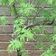 Image result for Bloodgood Japanese Maple - 4-5 ft. | Plantingtree