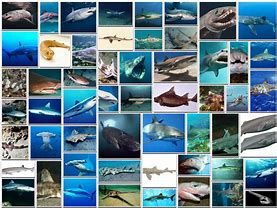 Image result for All 350 Species of Sharks