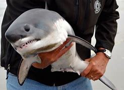 Image result for Tiny Teeth New Shark Species