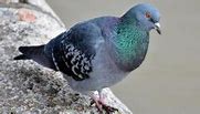 Image result for Pigeon Sound Effect