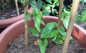 Image result for Growing Yams in Containers