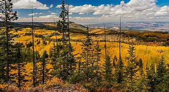 Image result for Terain Map of Brush Creek in Grand Mesa National Forest