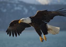 Image result for American Eagle Jean Jacket