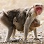 Image result for Baby Rhesus Monkey