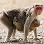 Image result for Male Rhesus Monkey