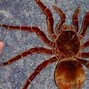 Image result for Biggest Spider World Goliath Birdeater
