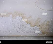Image result for Brown Mold On Ceiling