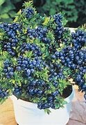 Image result for 1 Gallon - Top Hat Blueberry Bush - Now You Can Grow Blueberries On Your Patio, Outdoor Plant