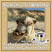 Image result for Funny Wednesday Hump Day Coffee