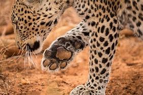 Image result for 3 Legged Leopard