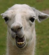 Image result for Funny Llamas