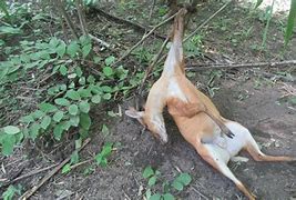 Image result for Animals Snared