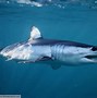 Image result for Shark Species List With