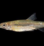 Image result for minnows