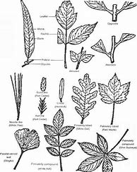 Image result for Succulent Plant Identification Chart