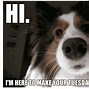 Image result for Happy Tuesday Funny Dogs