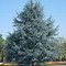 Image result for Evergreen Tree Types Cedar