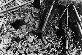 Image result for World War Two Dead Bodies