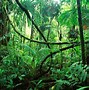 Image result for Amazon Rainforest Biodiversity