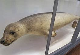 Image result for Earless Seal