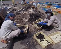 Image result for Remains of Japan WW2