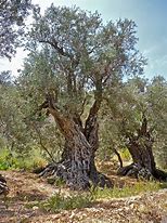 Image result for Olive Tree