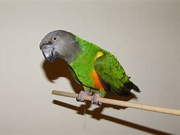 Image result for Senegal Bird